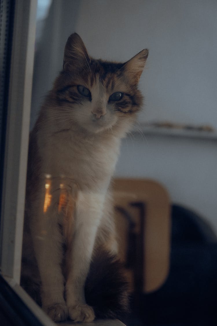 A Cat Sitting Behind A Window 