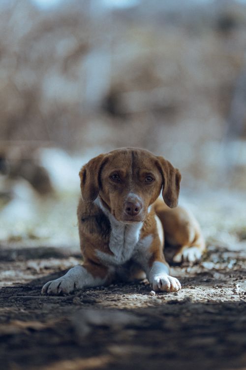 Free A cute dog lying on the ground in Fethiye, Türkiye, showcasing its adorable expression. Stock Photo