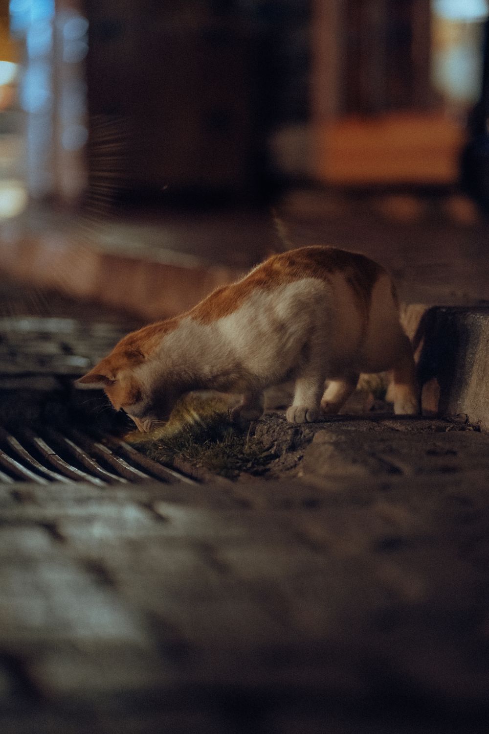 Outdoor cat walking on a paved street at night