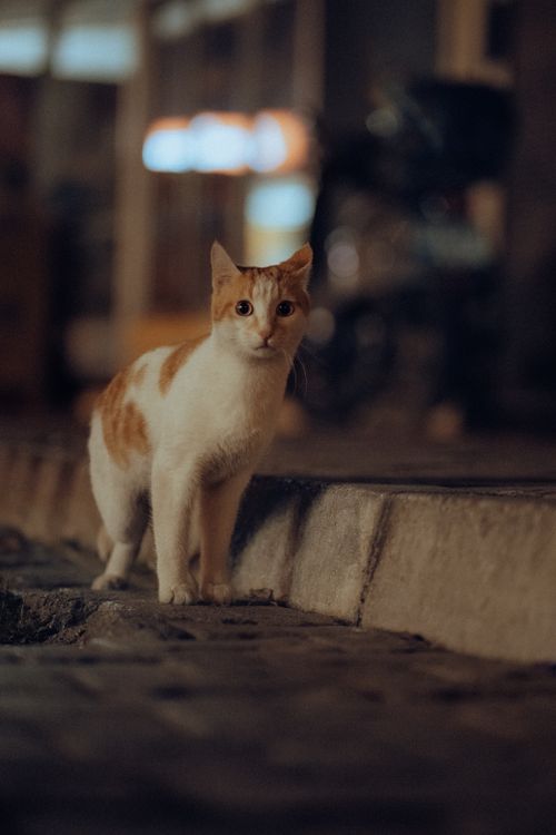 Free A white and orange stray cat on a dark city sidewalk at night in Fethiye, Türkiye. Stock Photo