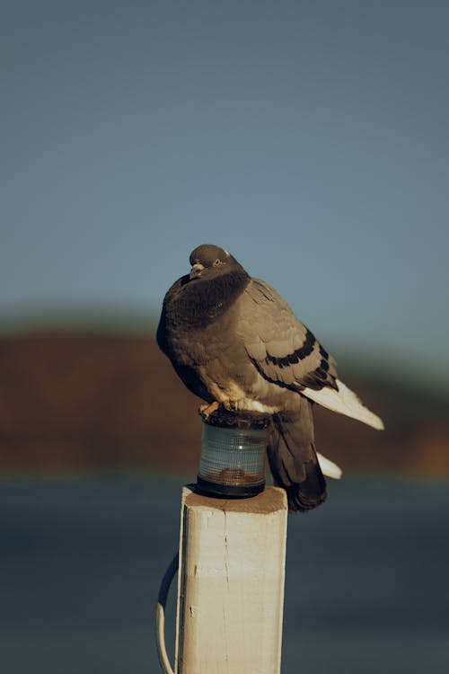 Close-up of a Pigeon Sitting on a Pole 