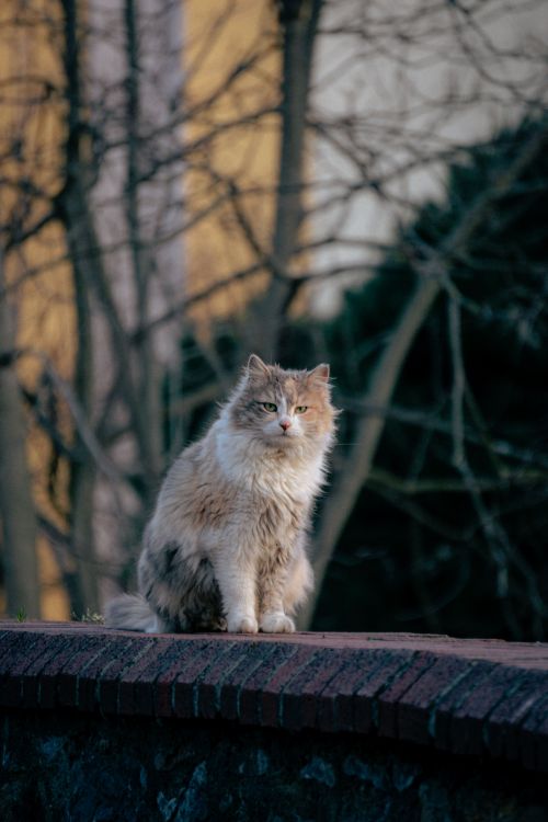 Free A fluffy feral cat perched on a wall in a serene Istanbul park setting. Stock Photo