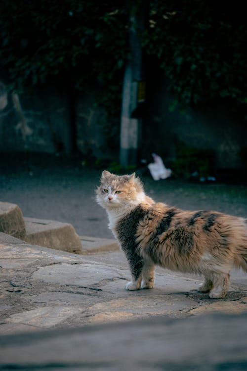 고양이, 동물 사진, 삼색기의 무료 스톡 사진