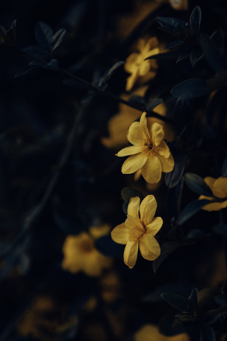 A Yellow Yasmine In Garden