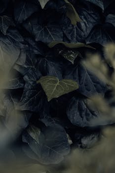 image.mefiz.com