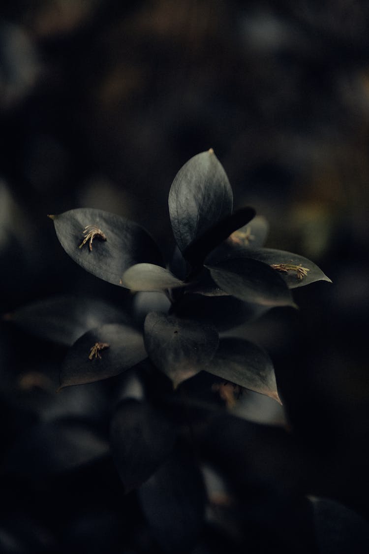 Black Leaves Plant In Garden