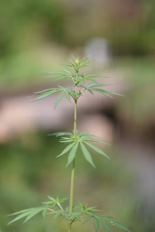 Gratis lagerfoto af blad, cannabis, græs