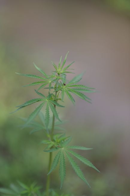 Fotomural Una vista detallada de una planta de cannabis con hojas verdes vibrantes, capturada al aire libre.