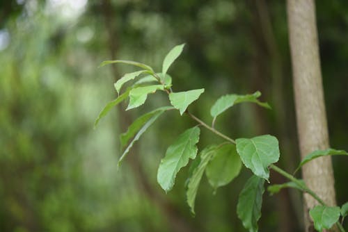 Imagine de stoc gratuită din a închide, botanică, creangă