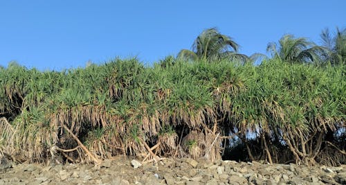 Photos gratuites de arbre, arbre de plage, été