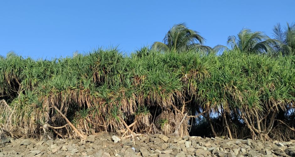 Dense tropical flora against blue sky in Chittagong, Bangladesh, depicting natural beauty.