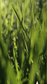Macro shot of lush green grass with dew drops, basking in warm sunlight, showcasing natural beauty.