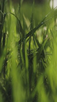 Close-up of lush green grass with dew droplets in a summer garden, capturing the essence of nature's beauty.