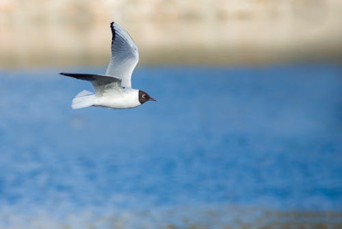 Close-up of a Bird in Flight 