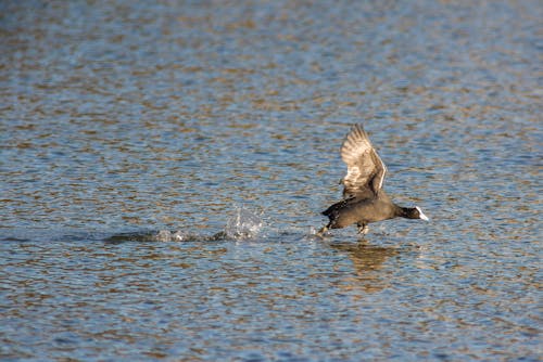Close-up of a Bird Flying Low over the Sea Surface 