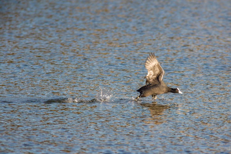 Close-up Of A Bird Flying Low Over The Sea Surface 