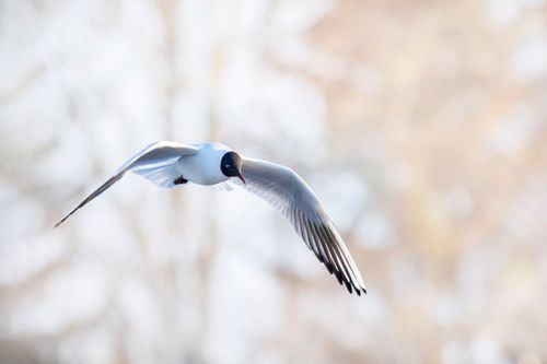 Free A serene image of a Black-Headed Gull gliding gracefully against a blurred background, showcasing its elegant wingspan. Stock Photo