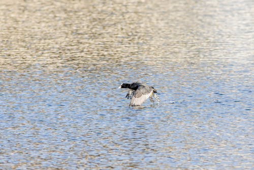 Close-up of a Bird Flying Low over the Water 