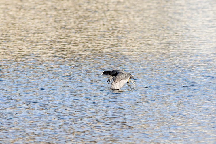 Close-up Of A Bird Flying Low Over The Water 