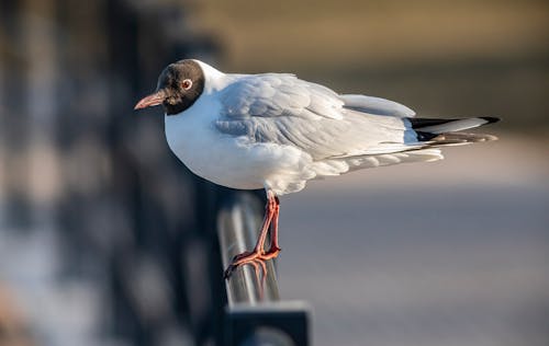 Gratis stockfoto met beest, detailopname, hek