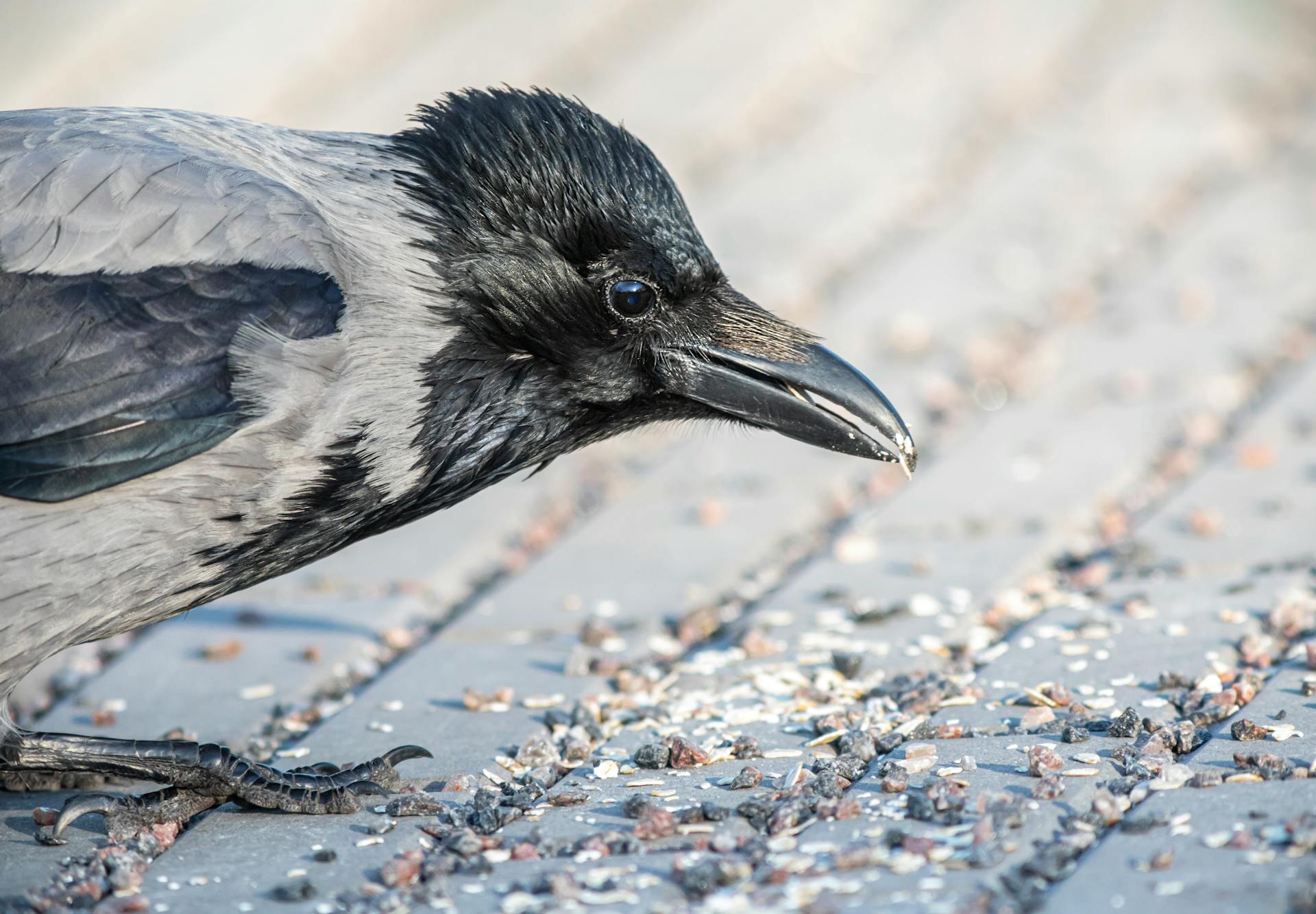 Head of Crow