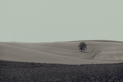 Foto d'estoc gratuïta de arbre, camps, natura