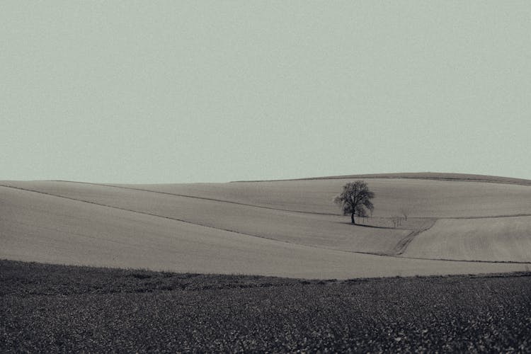 Single Tree On Fields