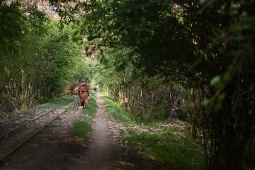 Základová fotografie zdarma na téma chůze, jízdní kolo, les