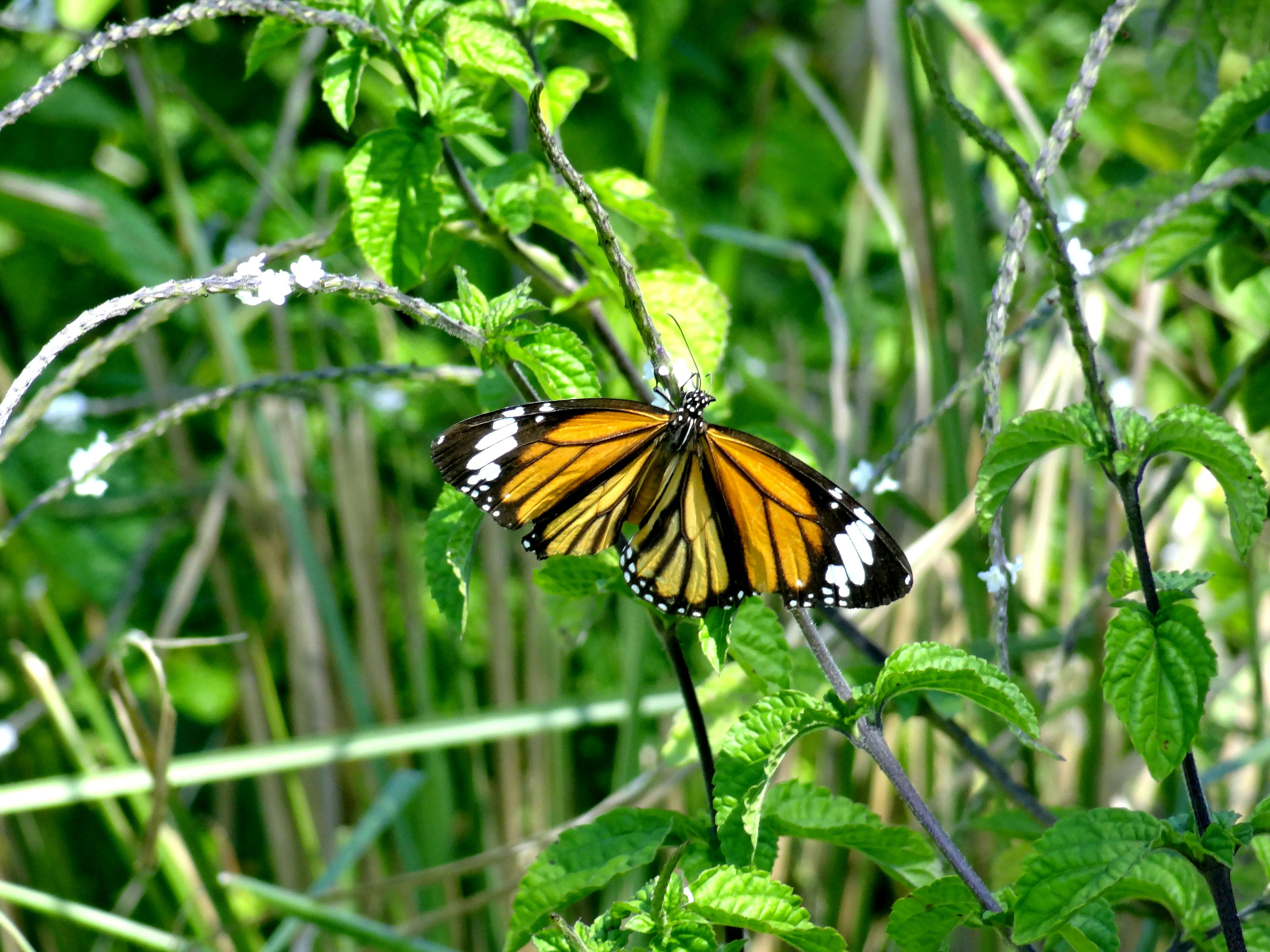 Free stock photo of butterfly, monarch butterfly, wings