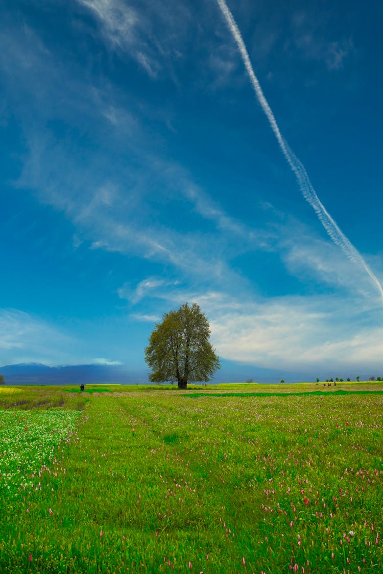 Single Tree On Meadow