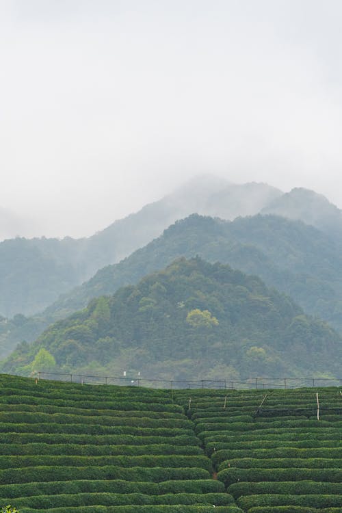 Foto profissional grátis de árvores, cadeia de montanhas, campos de chá verde