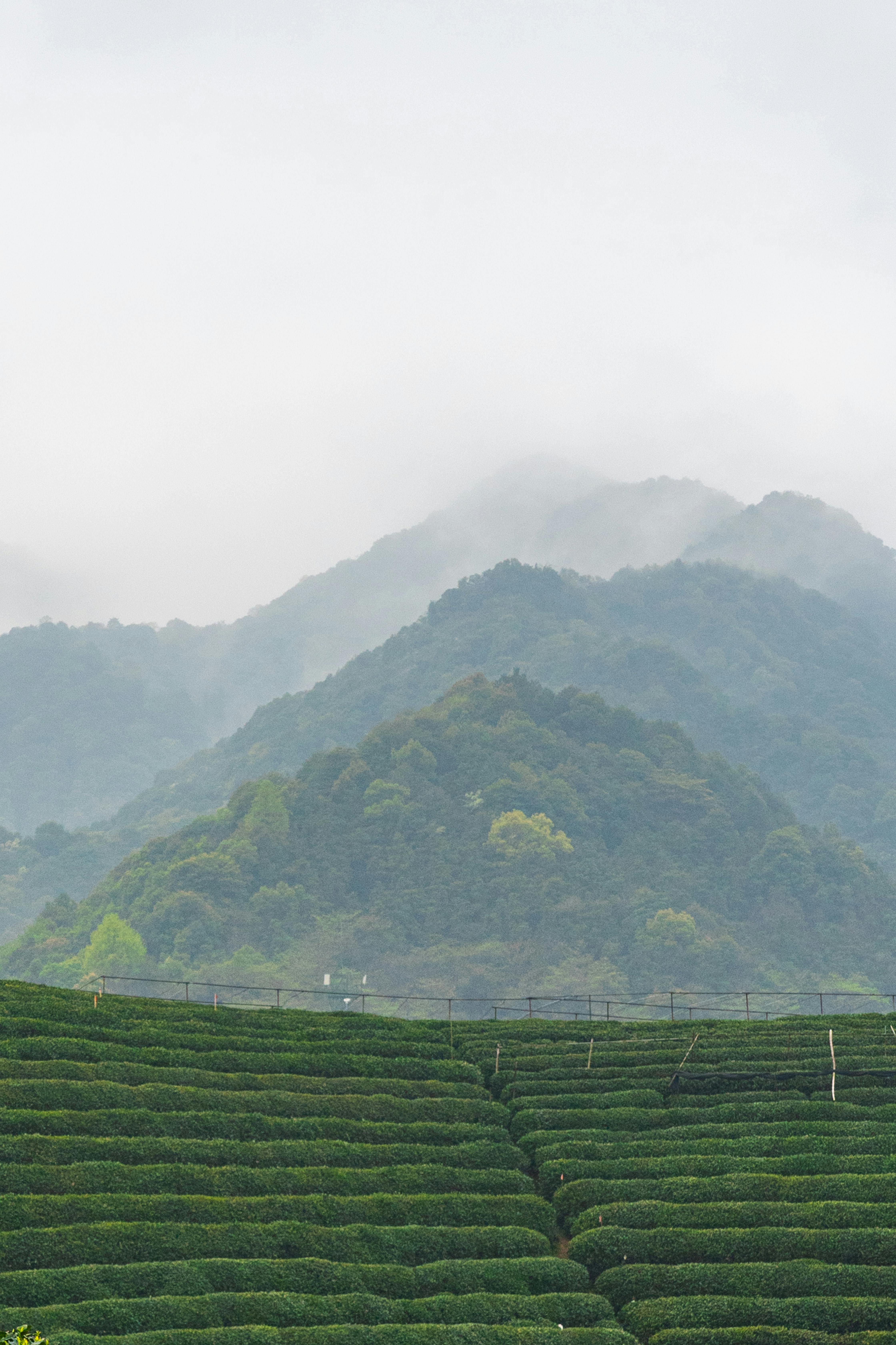 Foto profissional gratuita de agricultura, ao ar livre, árvores, ásia ...