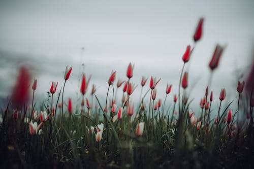 Tulips in the Field under an Overcast Sky 