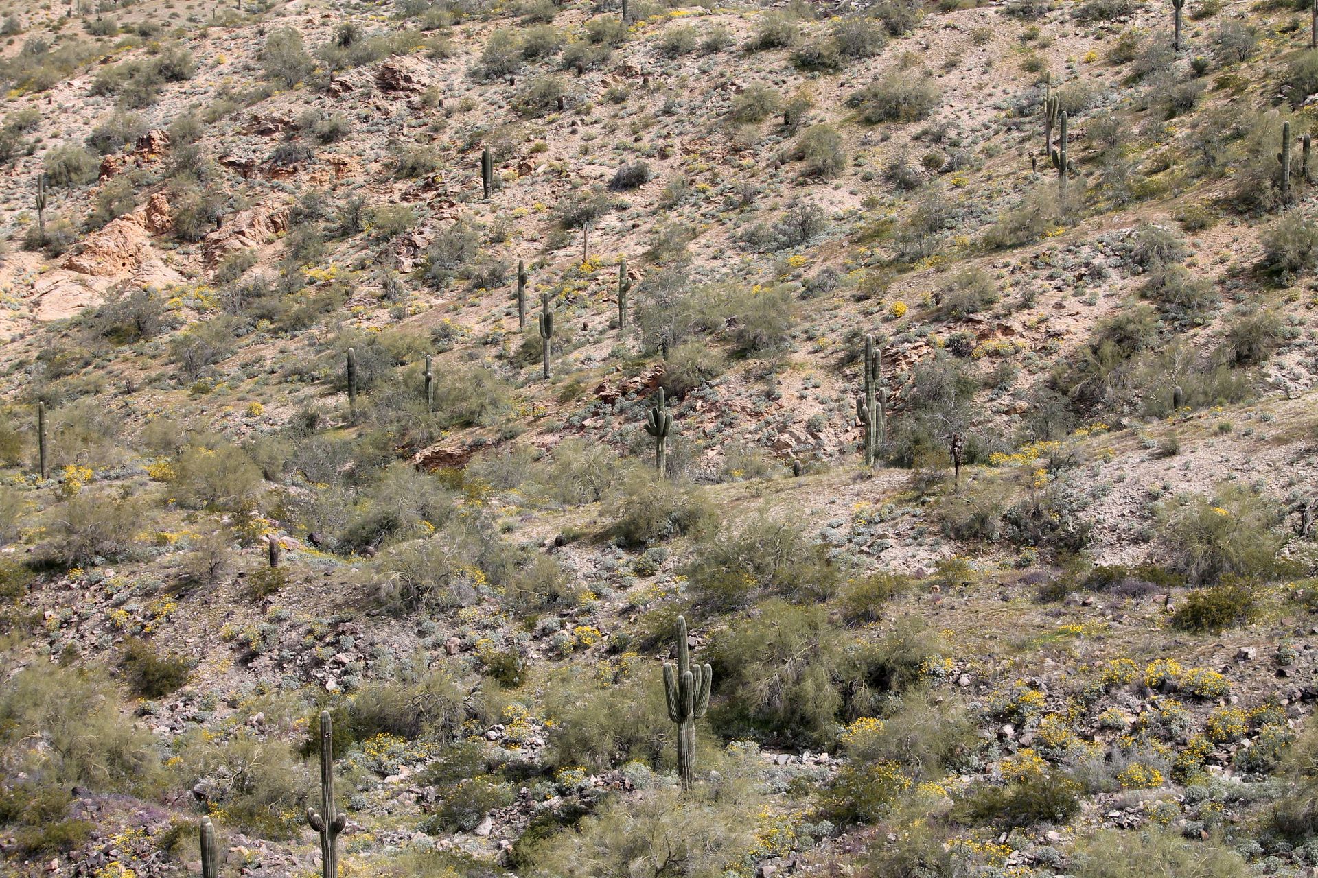 A barren sea of saguaro cacti