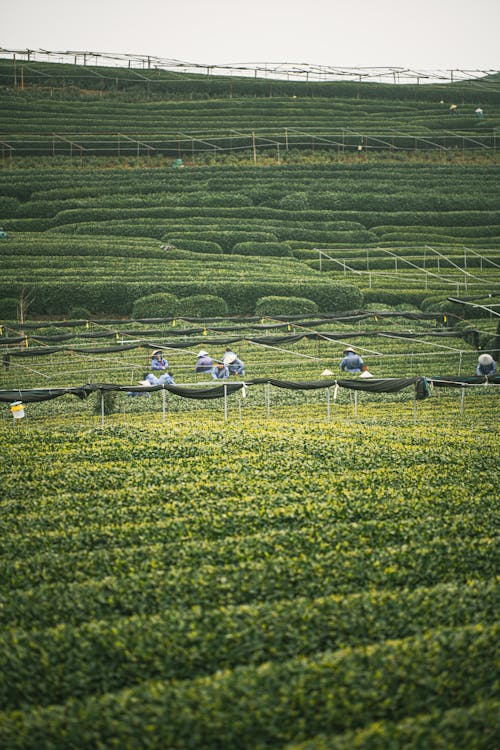 Imagine de stoc gratuită din agricultori, câmp, deal