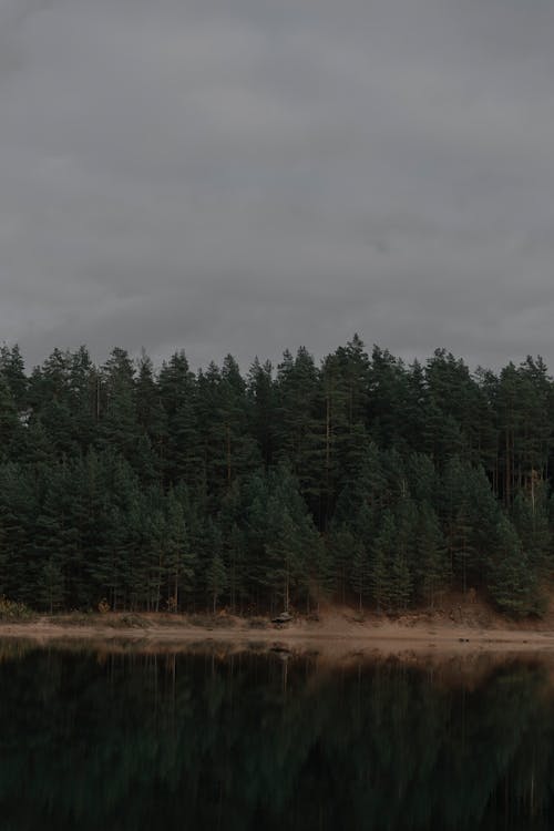 Základová fotografie zdarma na téma les, malebný, odrážející