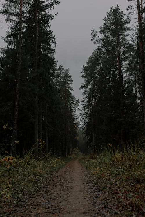 Kostenloses Stock Foto zu bäume, feldweg, fußweg