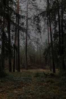 Moody forest scene featuring tall trees and a cloudy sky. Perfect for nature themes.