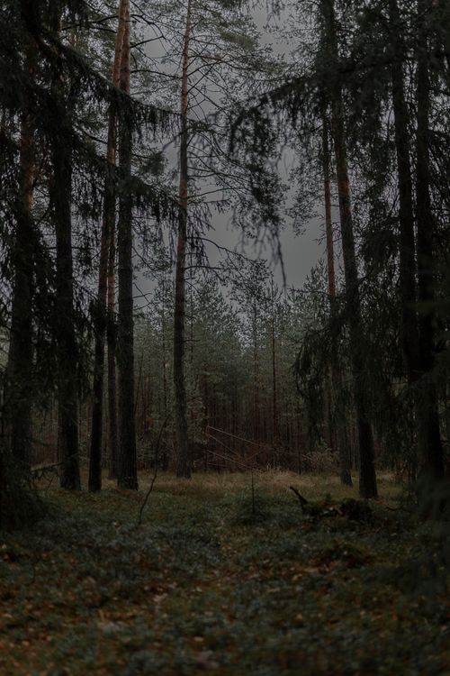 Free Moody forest scene featuring tall trees and a cloudy sky. Perfect for nature themes. Stock Photo