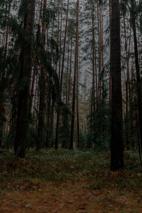 Free Moody forest scene with tall trees in an autumnal woodland setting, evoking tranquility. Stock Photo