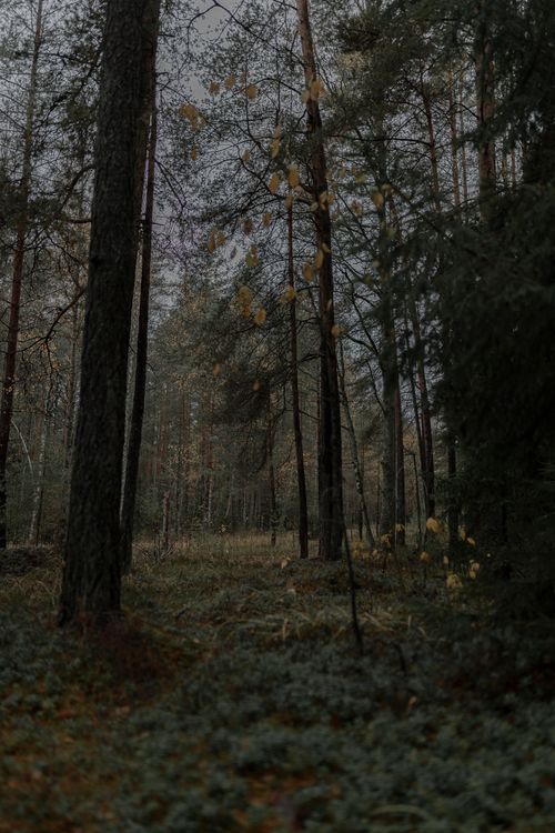 Free Explore the tranquil beauty of an autumn forest, capturing the essence of nature's calm. Stock Photo
