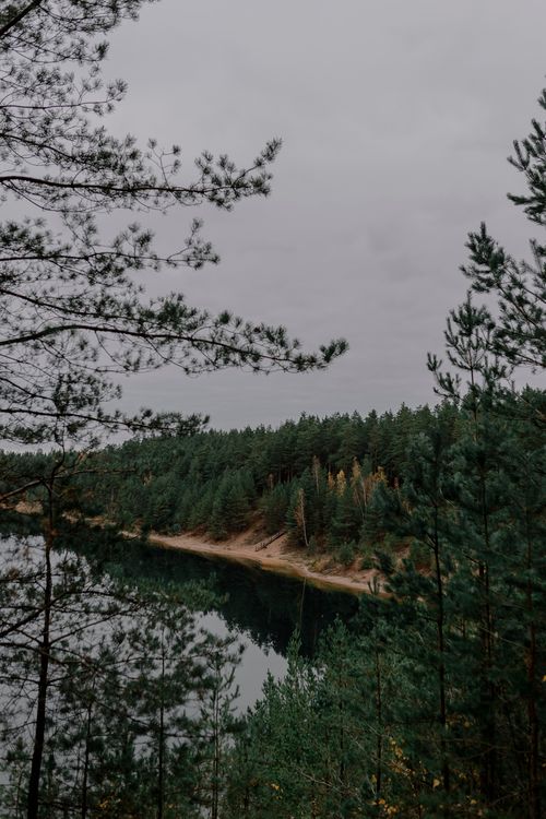 Free Serene lakeshore view with coniferous trees in autumn, reflecting on still water. Stock Photo