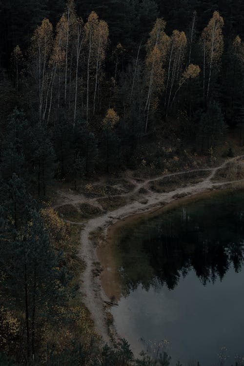 Základová fotografie zdarma na téma břeh jezera, jehličnatých stromů, krajina