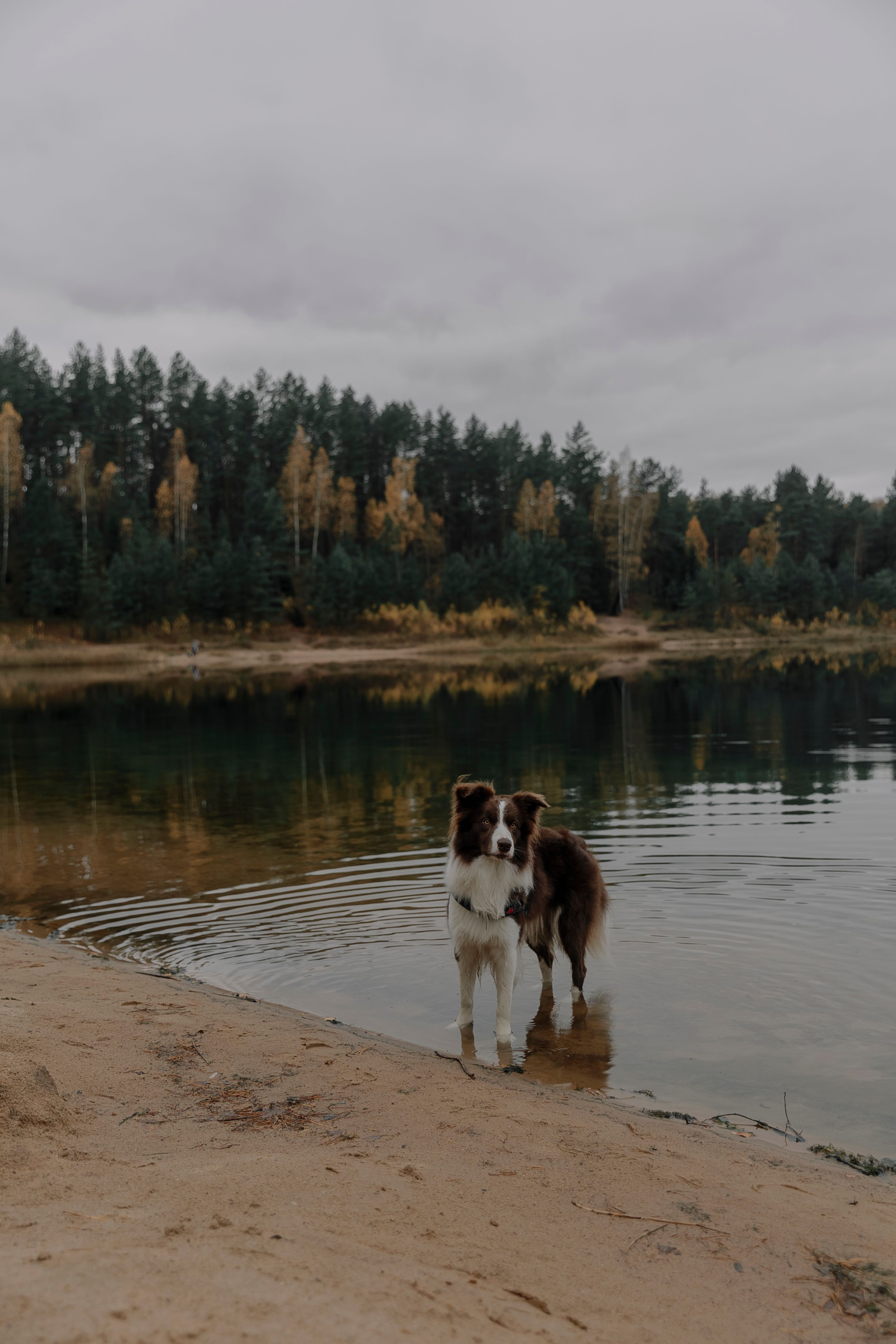 A border collie stands by a calm autumn lake, surrounded by vibrant trees.