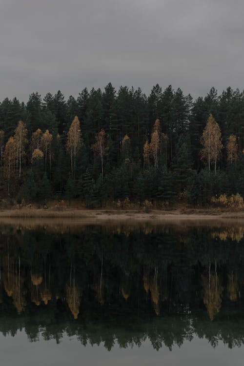Forest in Autumn Reflecting in the Lake
