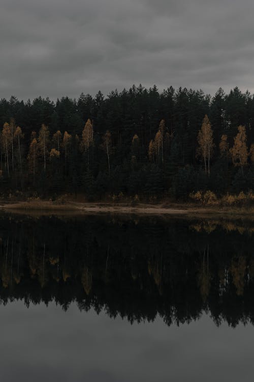 Forest Reflecting in a Lake on a Moody Day