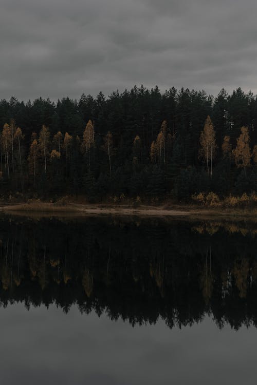 Foto d'estoc gratuïta de arbres, bosc, caure