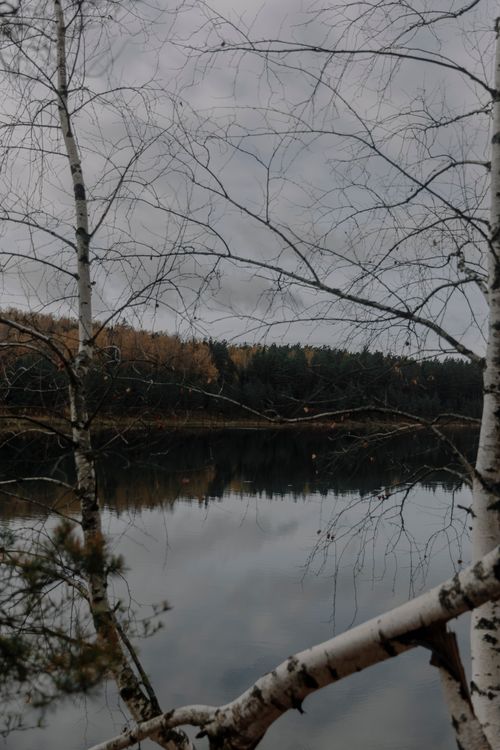 Free Calm reflection of birch trees by a peaceful lakeshore in autumn, showcasing nature's serenity. Stock Photo