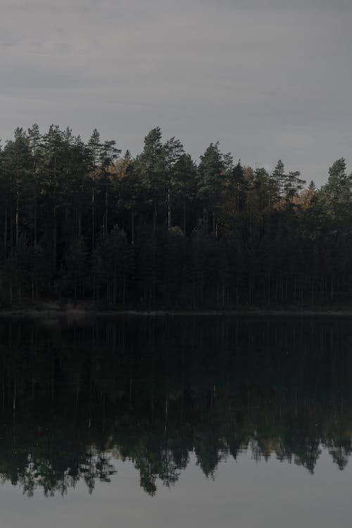 Forest and Lake on an Overcast Day