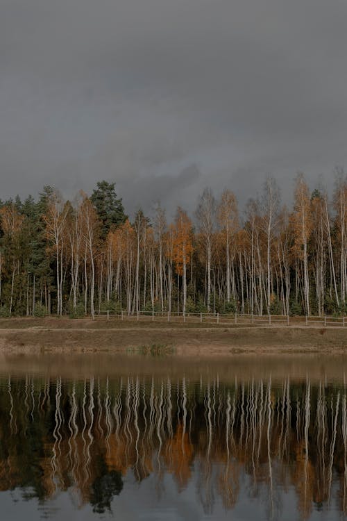 Fotobanka s bezplatnými fotkami na tému jazero, jeseň, les